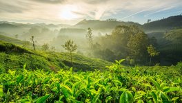 Darjeeling First Flush